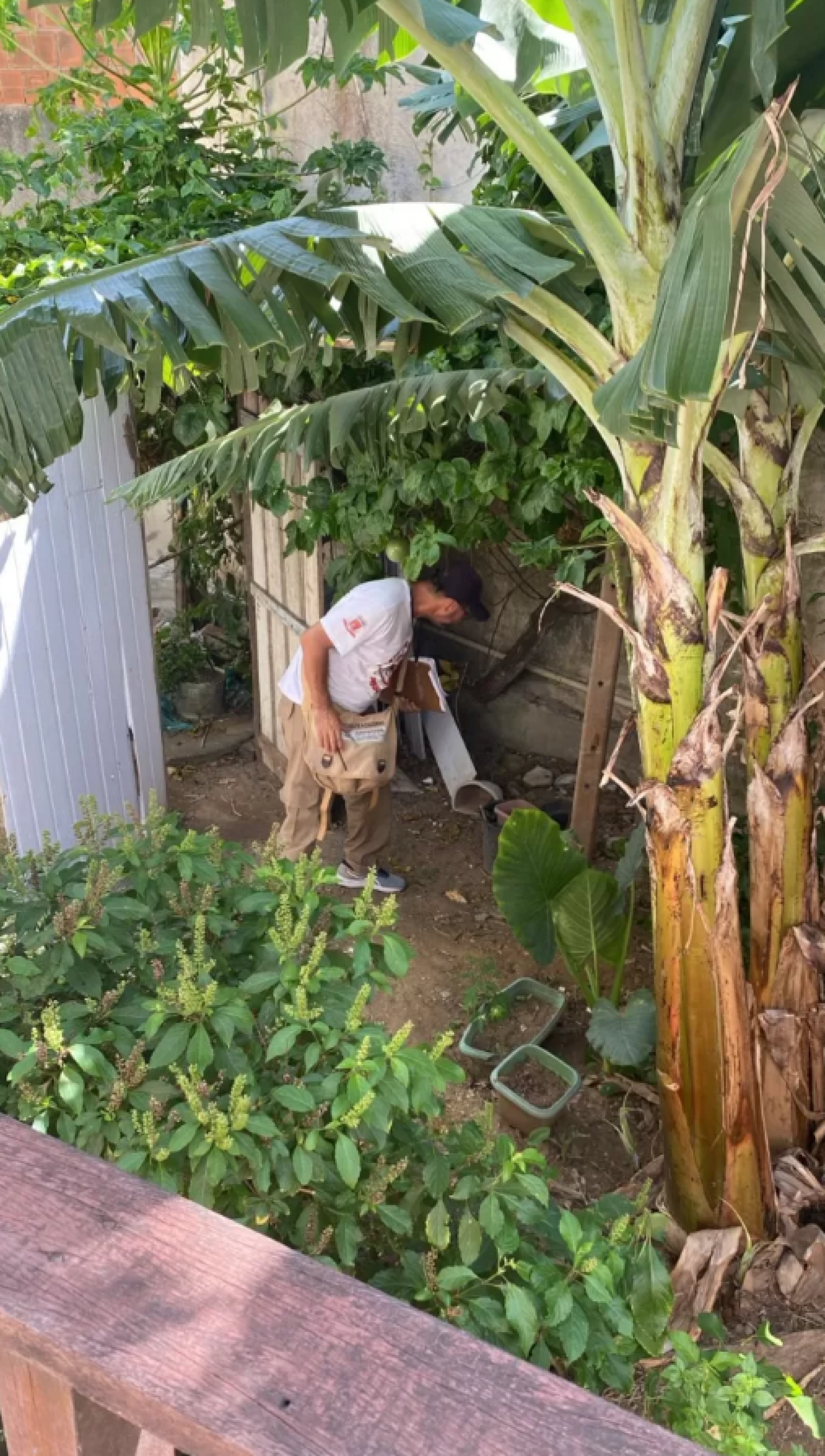 Mutirão de combate a dengue