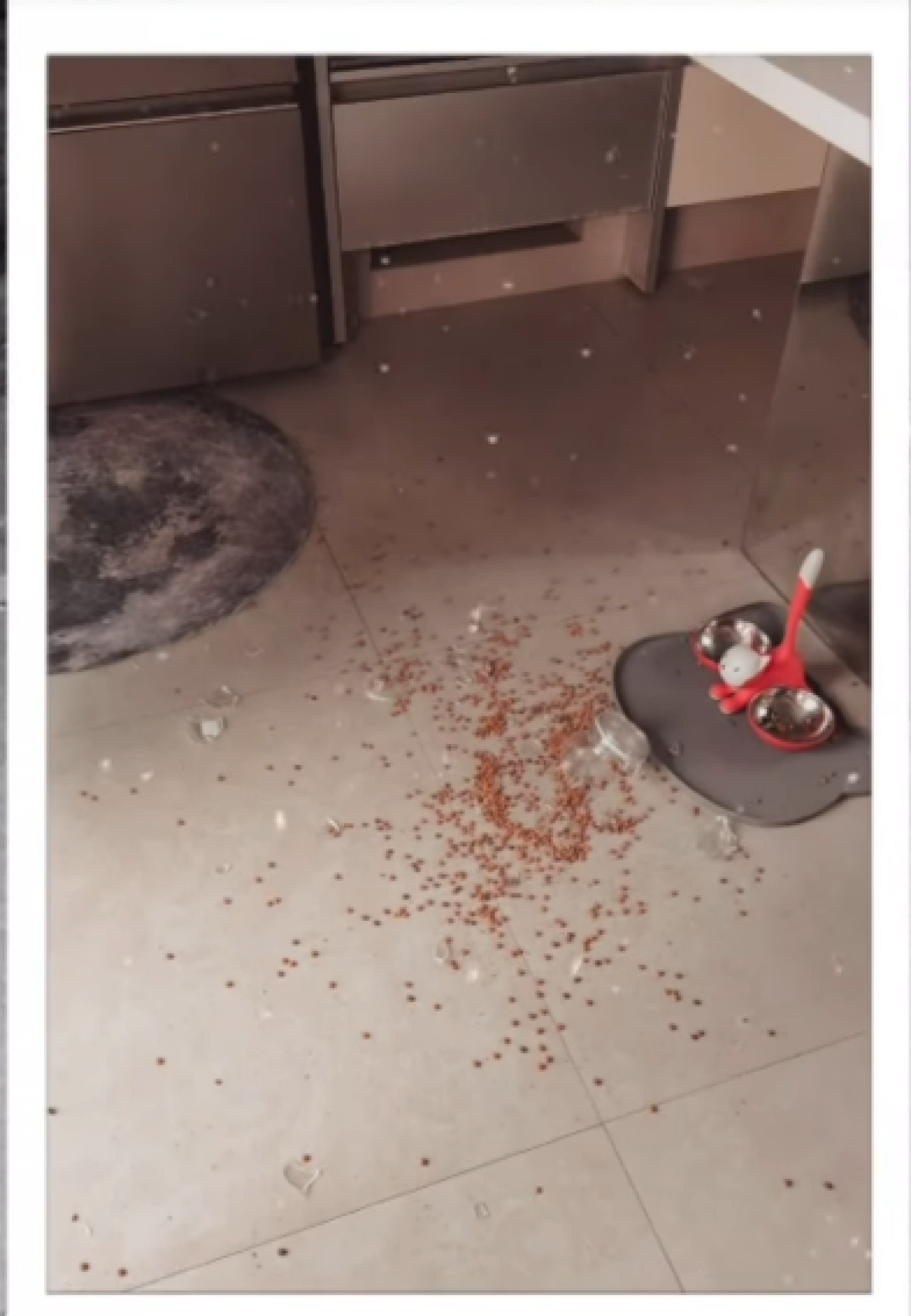 Carolina Dieckmann mostra estragos após macacos invadirem sua casa - Reprodução do Instagram