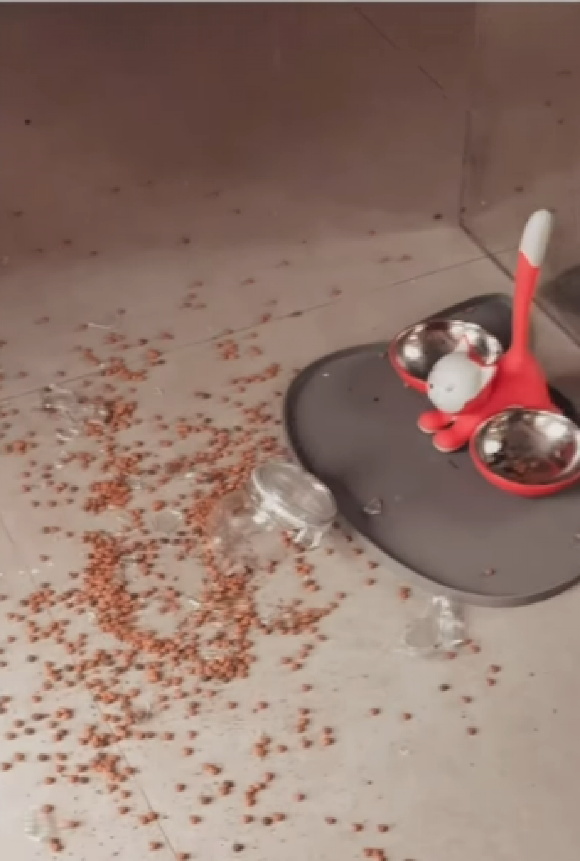 Carolina Dieckmann mostra estragos após macacos invadirem sua casa - Reprodução do Instagram