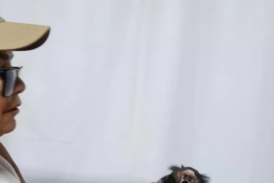 Sagui fêmea é resgatada após choque elétrico em Cabo Frio