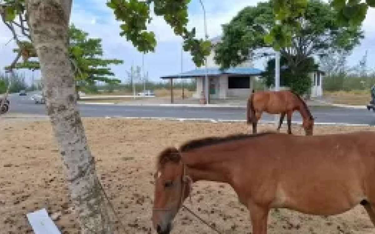 Operação captura cinco cavalos que estavam soltos na Rodovia General Bruno Martins