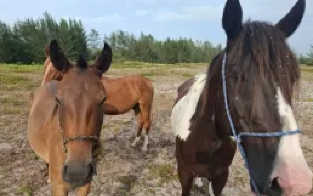 Operação captura cinco cavalos que estavam soltos na Rodovia General Bruno Martins