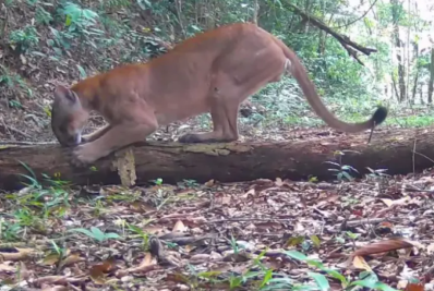 Onça-parda é flagrada afiando as garras em Cachoeiras de Macacu