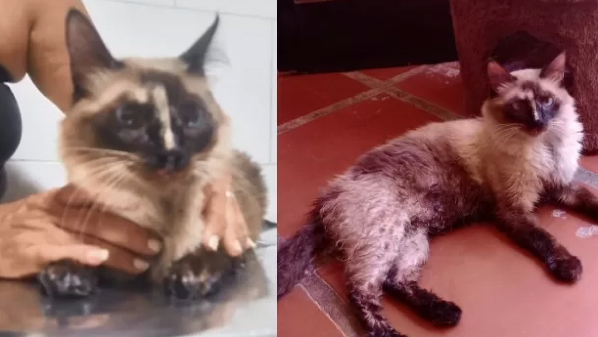 Gatinha siamesa de dois anos - Rede social 