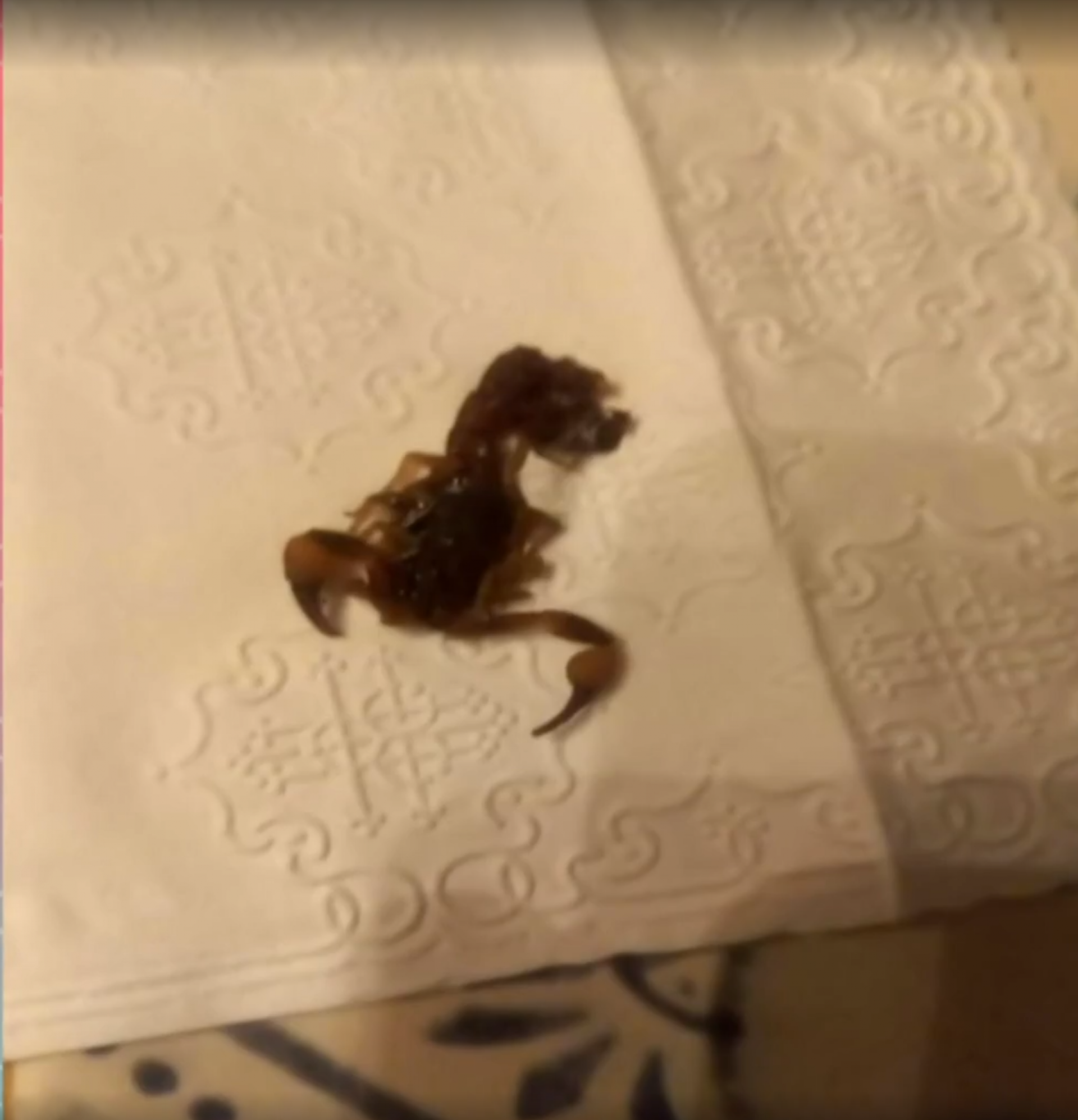 Ana Maria Braga conta que foi picada por escorpião ao ir ao banheiro: 'Muita dor' - TV Globo