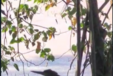 Parque Zoológico Municipal faz soltura de ave rara na região