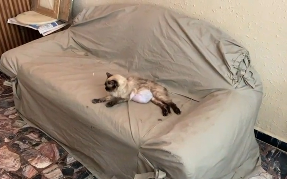 Gato com um tumor na barriga foi resgatado - Divulgação