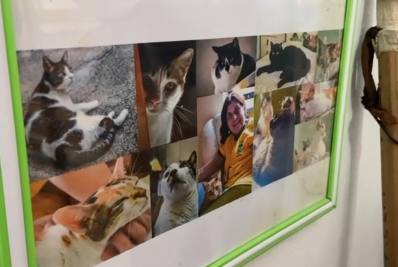 Corpo de idosa é encontrado em casa com 20 gatos na Tijuca