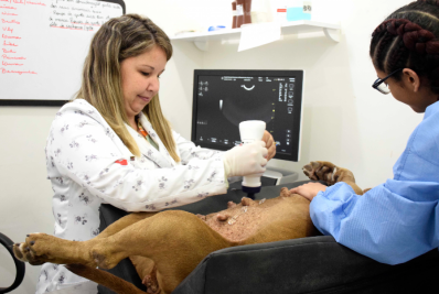 Hospital Veterinário de Resende já realizou mais de 4 mil atendimentos este ano