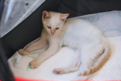 Castra Mais Rio desembarca em Cabo Frio nesta terça (11)