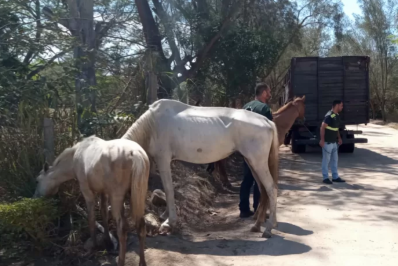 Cinco cavalos são apreendidos às margens da RJ-140, em Arraial do Cabo