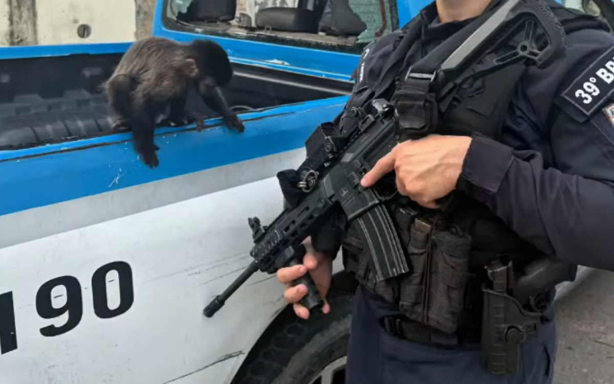 O macaco mico silvestre apreendido pelos policiais militares do 39º BPM no Complexo Castelar