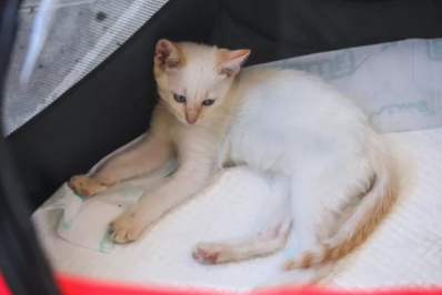 Cabo Frio promove dia de vacinação antirrábica animal no sábado (15)