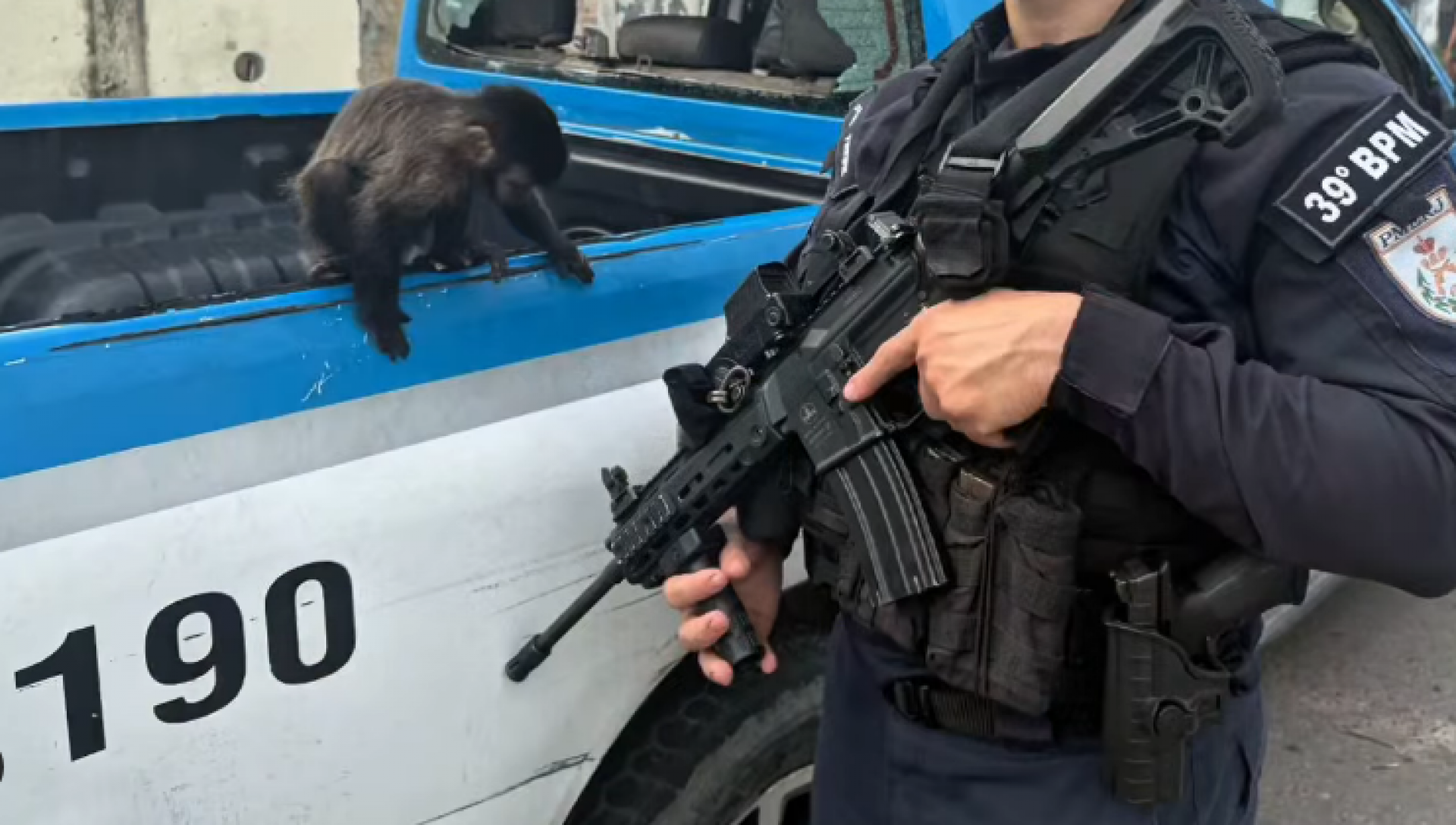 O macaco mico silvestre apreendido pelos policiais militares do 39&ordm; BPM no Complexo Castelar - Reprodu&ccedil;&atilde;o / 39&ordm; BPM