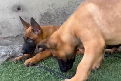 Internautas podem escolher nomes dos novos filhotes do Batalhão de Ações com Cães; saiba como