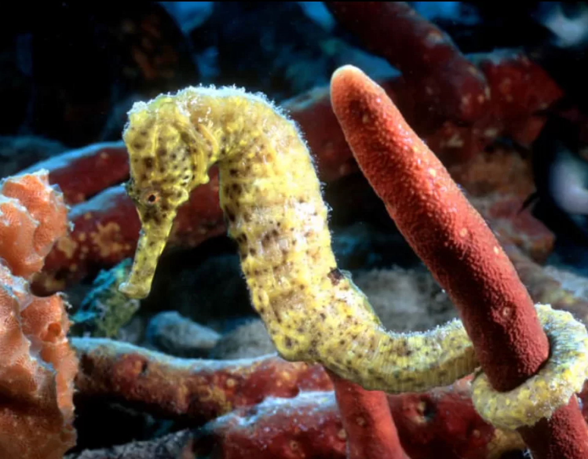 Cavalo-Marinho-do-Focinho-Longo  - Reprodu&ccedil;&atilde;o/Internet