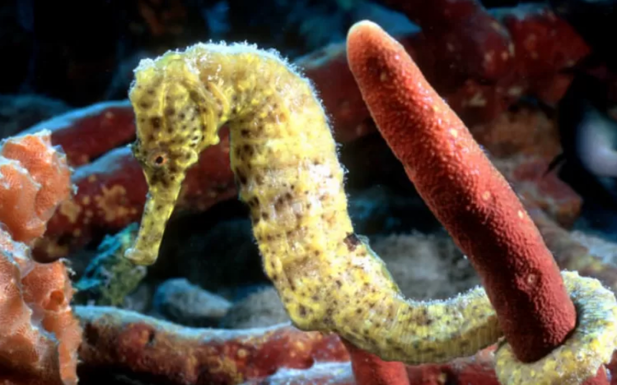 Cavalo-Marinho-do-Focinho-Longo 