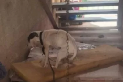 Mulher é presa por maus-tratos a cadela em Cabo Frio