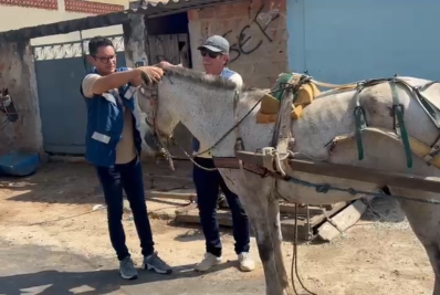 Cavalos usados para puxar carroças são resgatados em Campo Grande