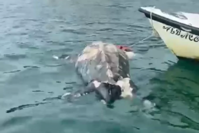 Tartaruga ameaçada de extinção é encontrada morta em praia de Búzios