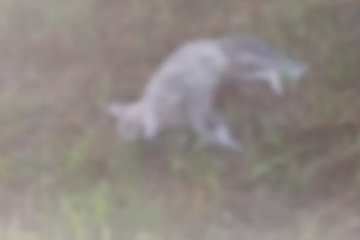 Moradores de Iguaba Grande denunciam suspeita de envenenamento de animais próximo à Creche Terezinha