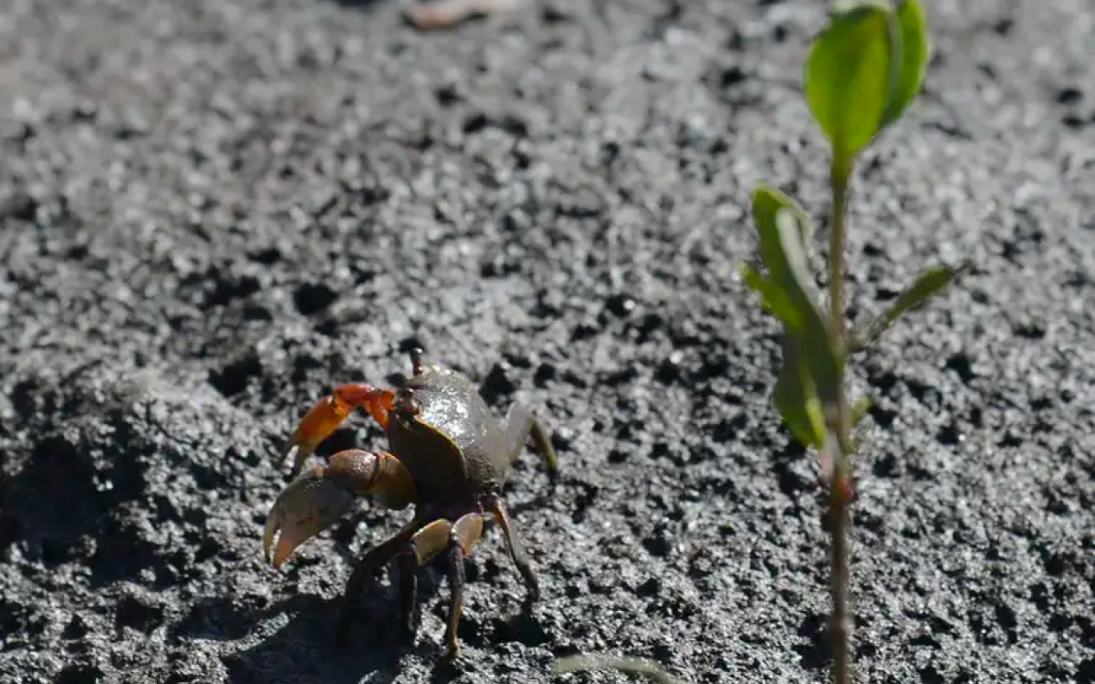 Os manguezais est&atilde;o preservados e podem ser visitados - Divulga&ccedil;&atilde;o