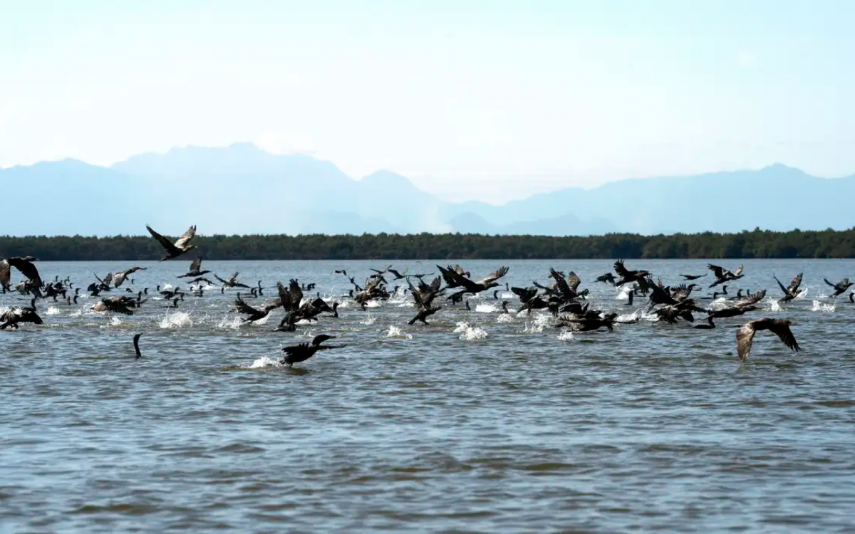 Santu&aacute;rio abriga uma rica flora e fauna - Divulga&ccedil;&atilde;o