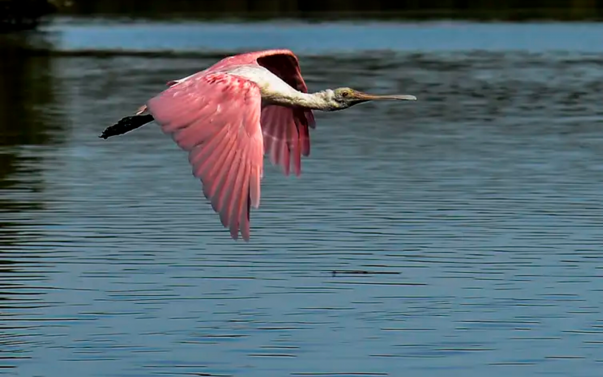 O munic&iacute;pio de Guapimirim conta com cerca de 70% de sua &aacute;rea total preservada. - Divulga&ccedil;&atilde;o
