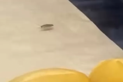 Barata é flagrada em meio aos pães em supermercado de Cabo Frio