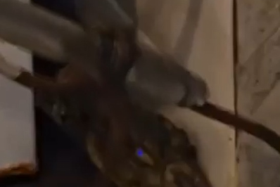 Vídeo: Família encontra jacaré escondido em quintal na Zona Oeste