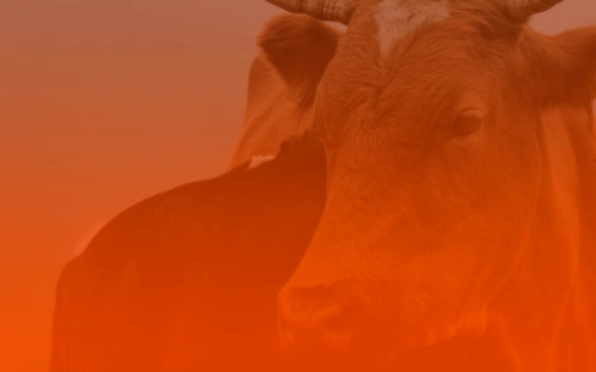 M&ecirc;s de Touro: chegamos ao per&iacute;odo de maior estabilidade do ano