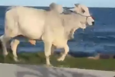 Boi desnorteado invade orla de Araruama e assusta moradores