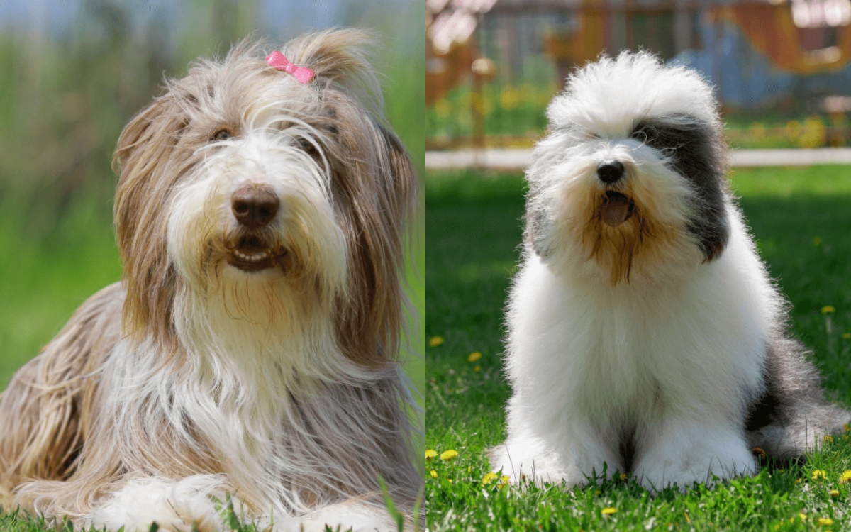 Apesar de algumas semelhan&ccedil;as, essas ra&ccedil;as apresentam diferen&ccedil;as f&iacute;sicas e comportamentais (Imagem: Melounix e Smith_22 | Shutterstock)