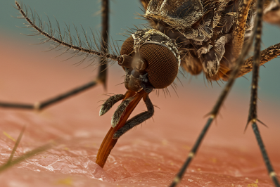 Oropouche assusta municípios do Noroeste