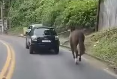 Vídeo: motorista é flagrado arrastando cavalo com carro em Petrópolis