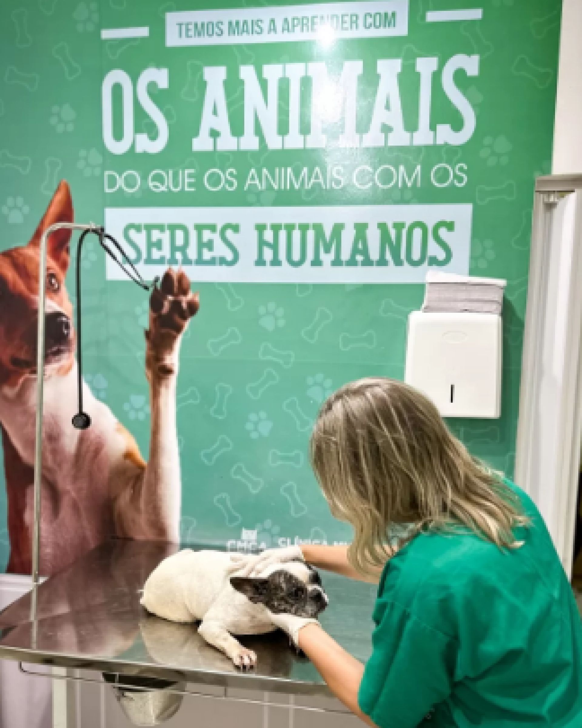 Os animais receberam atendimento veterinário na Clínica de Castração Animal do Município - Reprodução