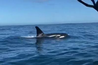 Orcas são avistadas em Arraial do Cabo durante caça científica