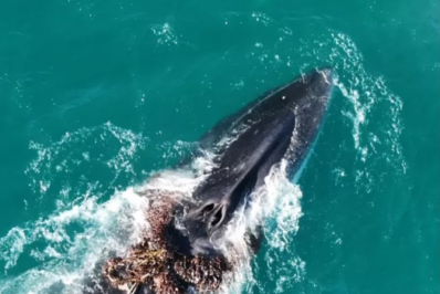 Baleias-Fin são vistas presas a cabo de pesca em Arraial do Cabo e mobilizam força-tarefa ambiental