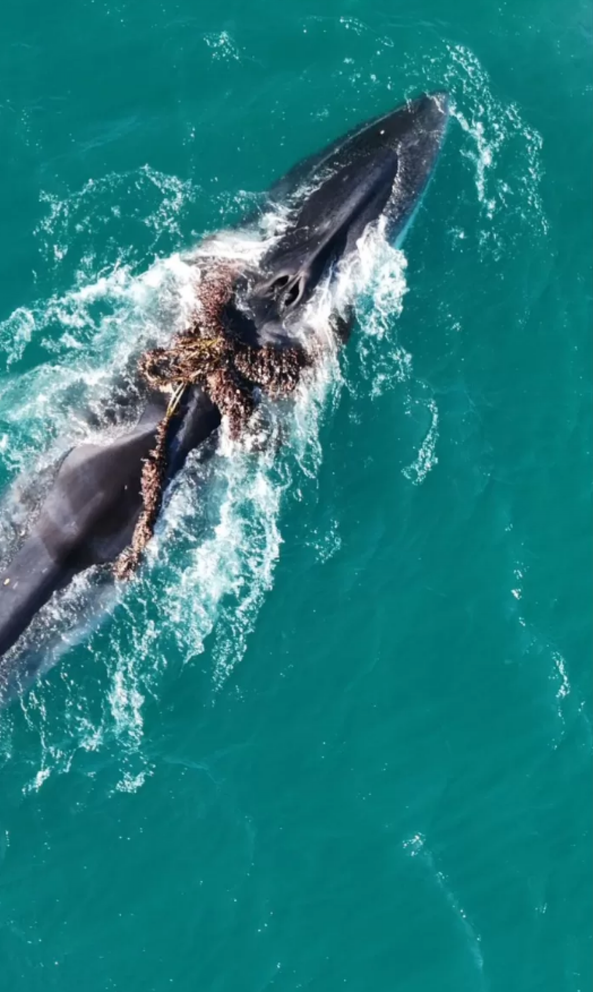 Baleias-fin (Balaenoptera physalus) são avistadas 