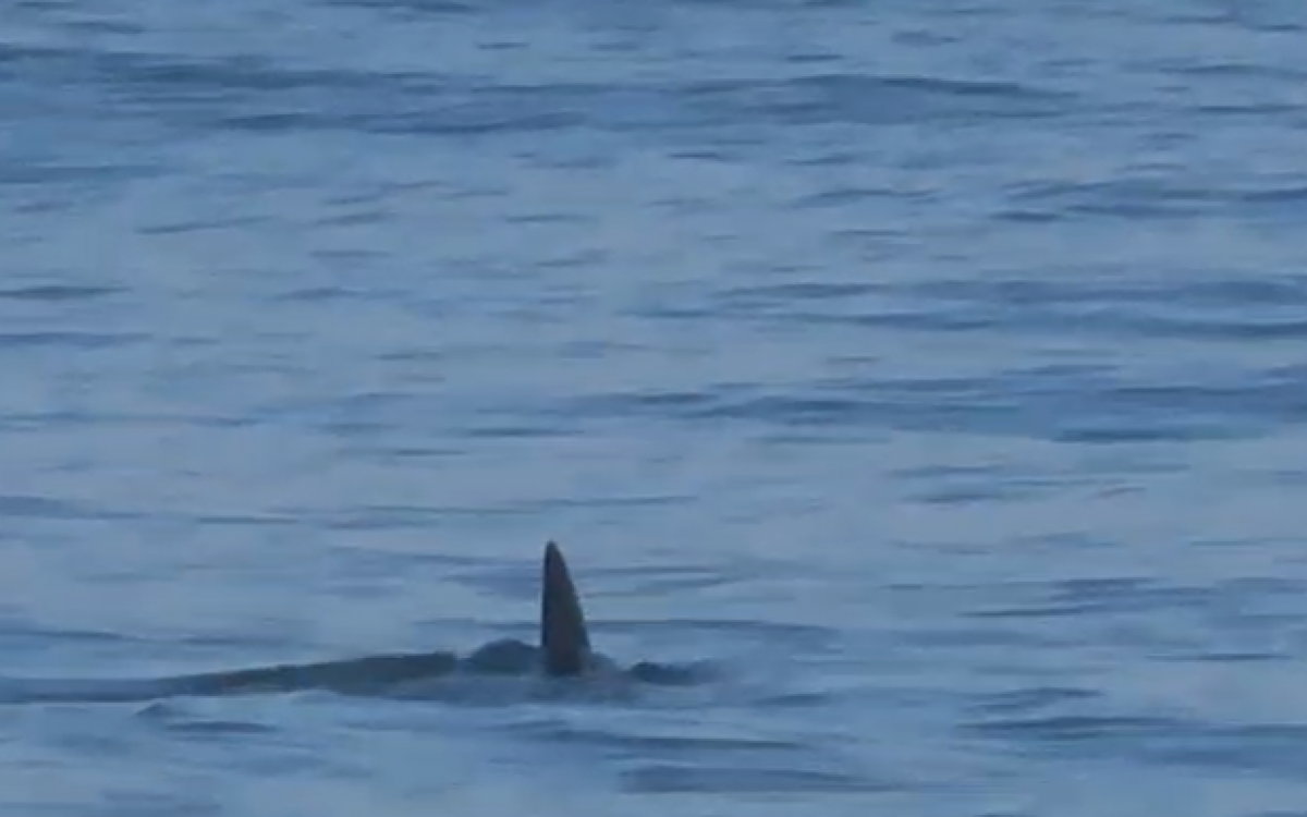 Tubarão foi visto no último domingo (18)