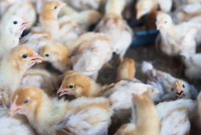 Teste de gripe aviária em trabalhador de granja no RS deu negativo, diz governador