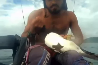 Atobá anilhado há 40 anos é encontrado em Búzios e se torna o mais velho já registrado no mundo