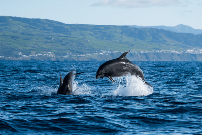 Búzios oferece capacitação para operadores de turismo sobre observação de baleias e golfinhos