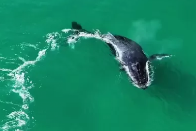 Baleia-jubarte é avistada próxima à orla da Praia Grande, em Arraial, e encanta moradores e turistas