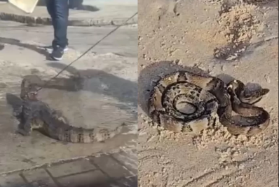 BICHO ESTÁ SOLTO/ Jacaré e cobra são flagrados em Búzios