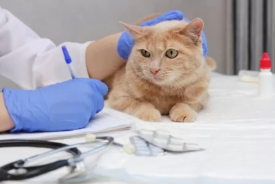 Mulher é denunciada por exercício ilegal da Medicina Veterinária em Araruama