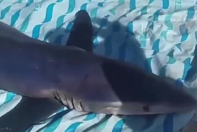Pescadores capturam tubarão em Praia Seca, em Araruama