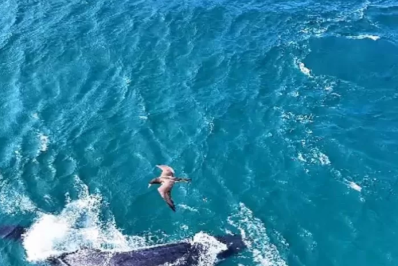 Temporada de Baleias 2025 se aproxima e Arraial do Cabo registra mais uma aparição