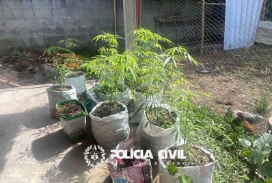 Homem é preso por plantar e vender maconha para seita religiosa
