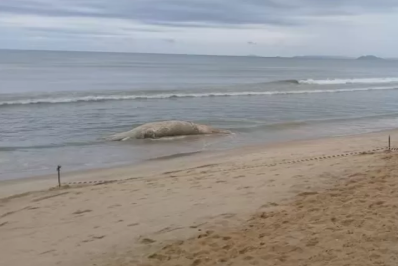 Carcaça de baleia-jubarte é encontrada em praia de Cabo Frio